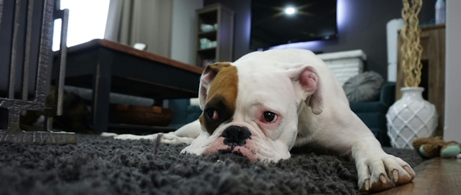 Casa pulita e animali felici