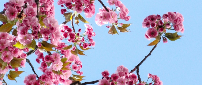 In casa arriva la Primavera