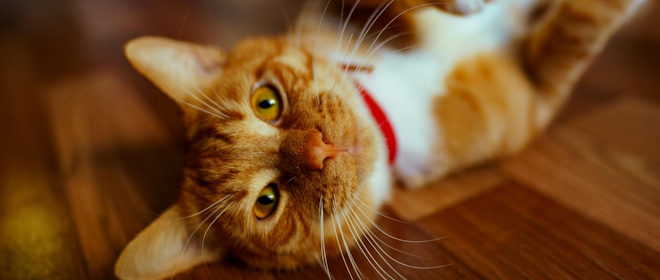 Abitazioni con animali da compagnia