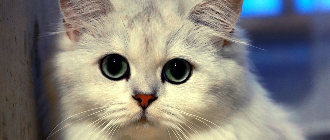La convivenza con un gatto