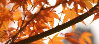 Preparare gli ambienti per l'Autunno