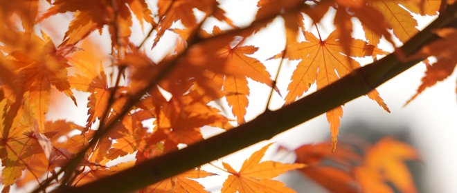 Preparare gli ambienti per l'Autunno